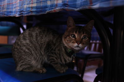 Portrait of cat sitting on table