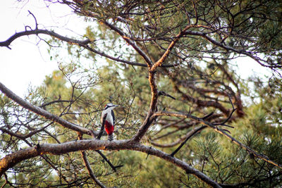 Low angle view of bird perching on branch