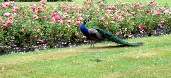 Bird perching on flower in field