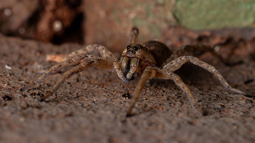 Close-up of spider