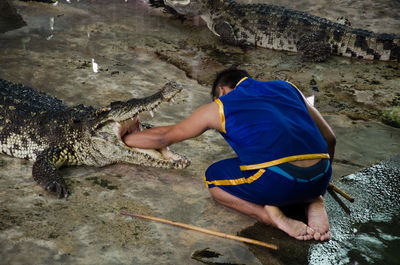 Rear view of caretaker performing stunt with crocodile at zoo