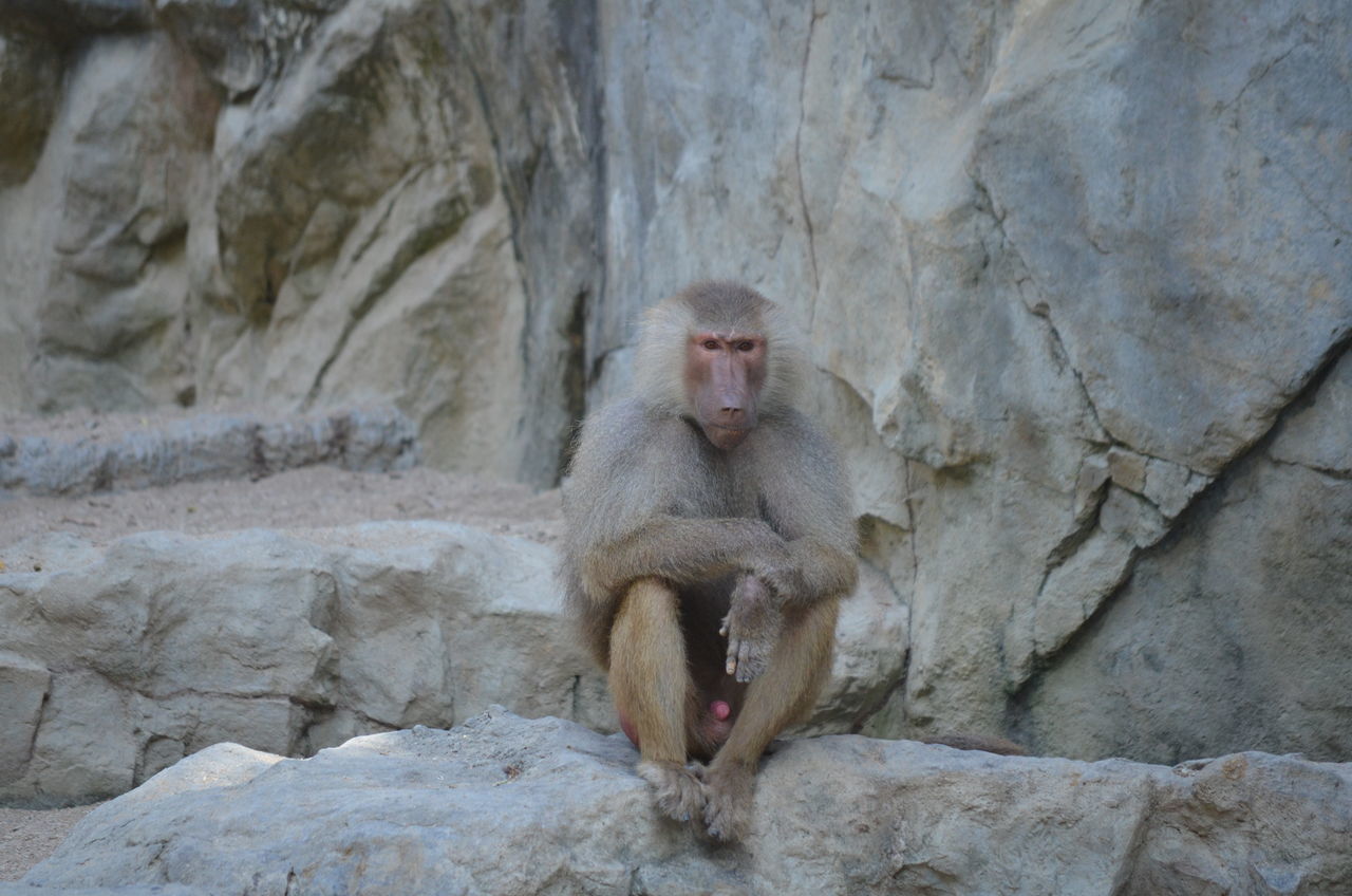 Baboon portrait