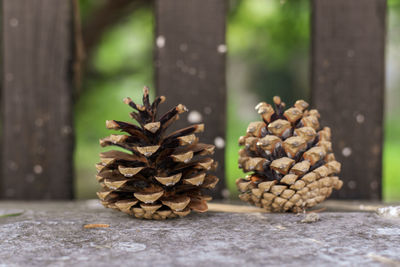 Close-up of pine cone on table