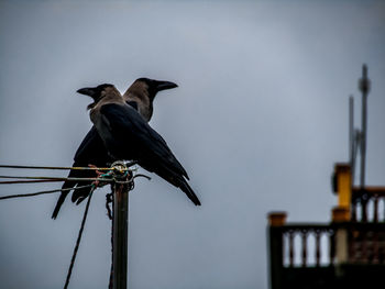 Low angle view of bird perching on wooden post against sky