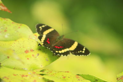 Close-up of butterfly on leaf