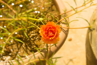 Close-up of rose blooming outdoors