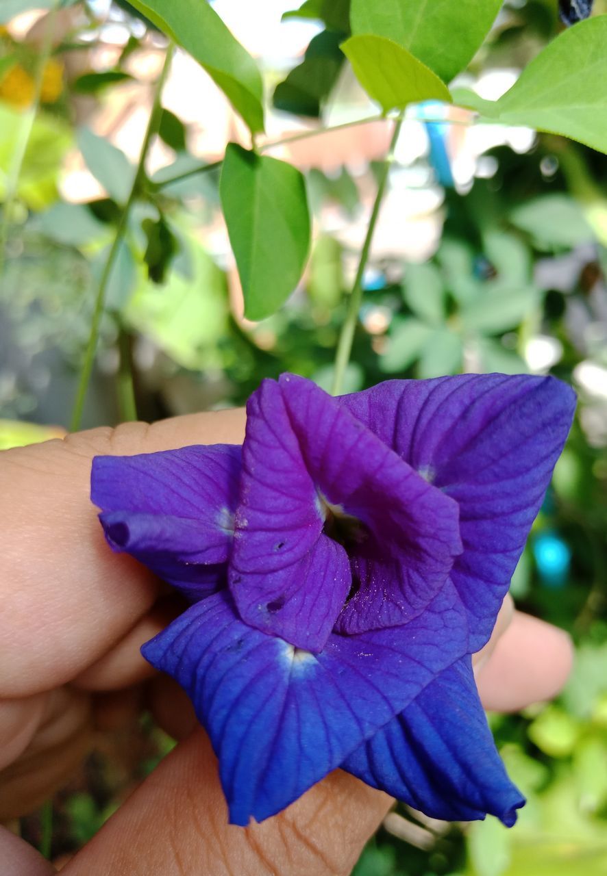 CLOSE-UP OF PURPLE FLOWER