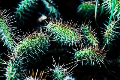 Close-up of cactus plant