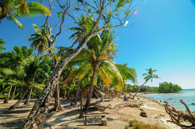 Palm trees on beach against sky