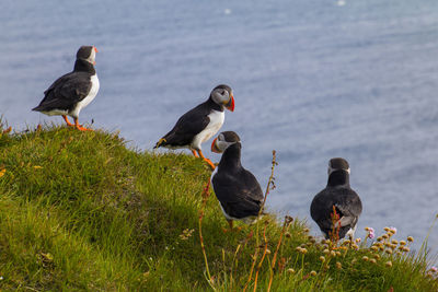 View of birds on a green maedow