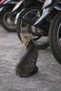 Cat in a car