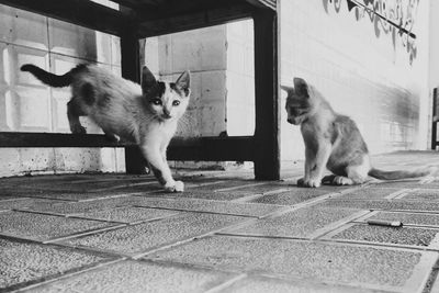 Portrait of cats sitting outdoors