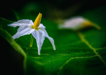 Close-up of white flowering plant