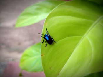 High angle view of fly on leaf