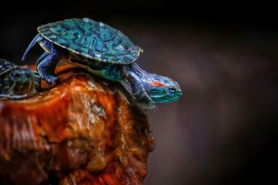 Close-up of turtle in sea