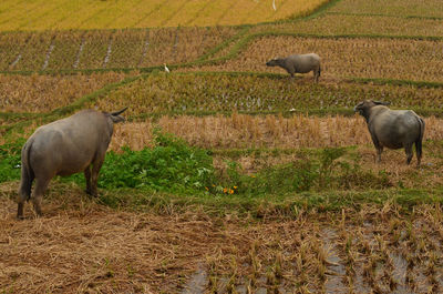 Sheep on field