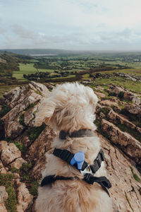 White dog sitting on top of the crook peak in mendip hills, england, uk, looking at the distance.