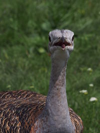 Close-up of bird against blurred background