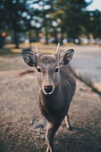 Portrait of deer