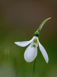 Close-up of white flowering plant