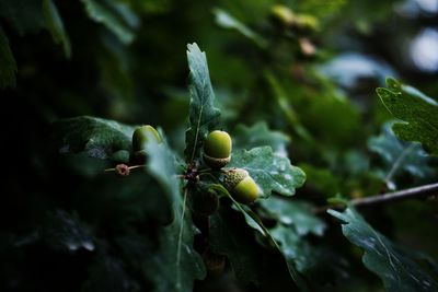 Close-up of plant