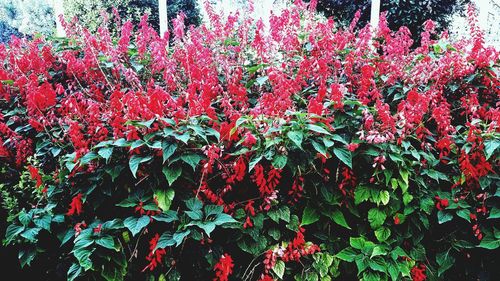 Close-up of red flowers