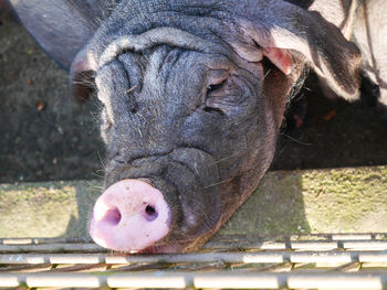 Close-up portrait of pig