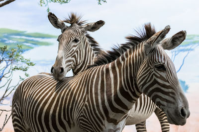 View of zebras