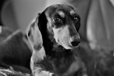 Close-up portrait of dog