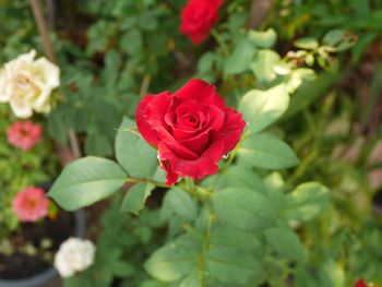 Close-up of red rose