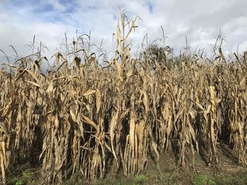 Crops growing on field against sky