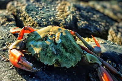 Close-up of crab