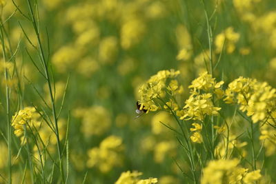 Close-up of insect on yellow flower