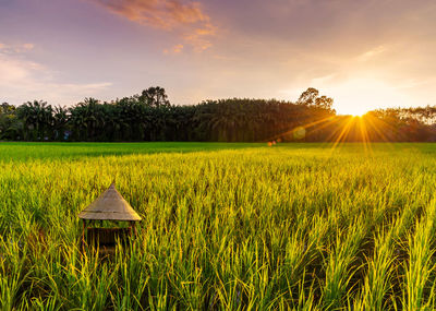 Scenic view of agricultural field against sky