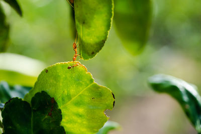 Close-up of insect on leaf