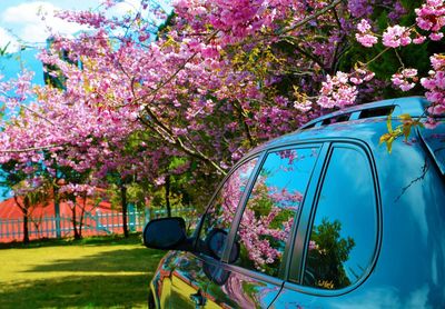 Pink flowers in park