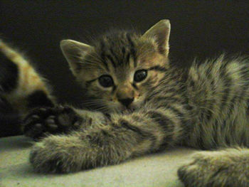 Close-up portrait of cat lying on bed