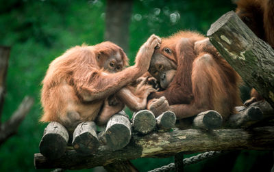 Close-up of monkey sitting outdoors