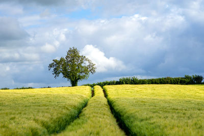 Tree on field against sky