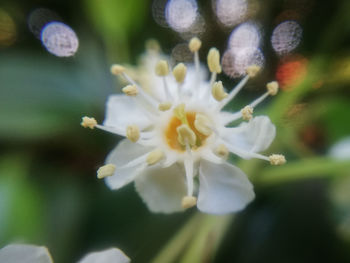 Close-up of white cherry blossom