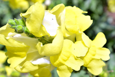 Close-up of yellow flowering plant