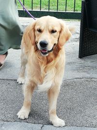 Portrait of golden retriever sitting on floor