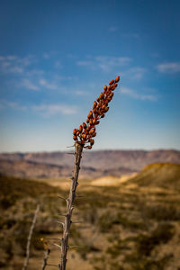 Plant growing on land against sky