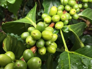 Close-up of fruits growing on plant