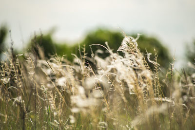 Close-up of crops on field