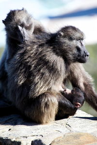 Close-up of monkey sitting on rock