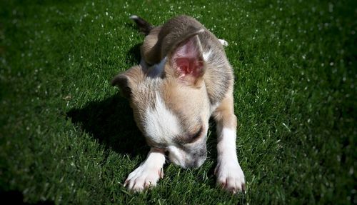 View of dog relaxing on grassy field