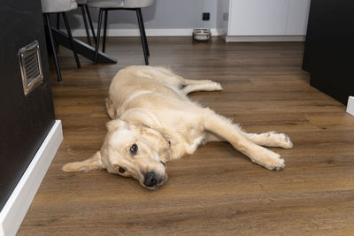 A young male golden retriever lies on modern vinyl panels in the living room of a home. 