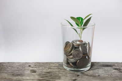 Close-up of potted plant on table