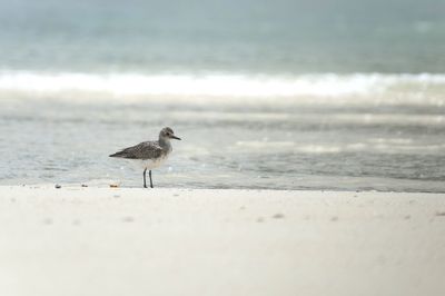 Seagull on beach